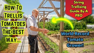 Master Tomato Trellising with a World Record Grower Tips amp Advice [upl. by Acacia]