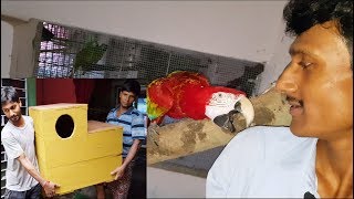 Macaws Breeding Box Shape Size Making And Setup Tips  How To Setup Birds Parrots Breeding Box Tips [upl. by Cohen109]