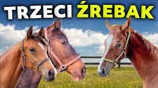 NOWY ŹREBAK W STADZIE [upl. by Tsui645]