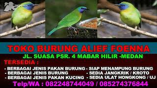 SUARA PIKAT BURUNG KINOI  BURUNG CUCAK KINOI GACOR [upl. by Breskin]