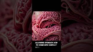 Stomach ulcers or gastric ulcers facts science health healthy interestingfacts [upl. by Dodi92]