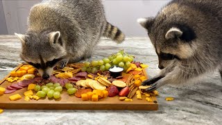 What happens when you give raccoons a charcuterie board [upl. by Uria770]