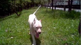 Dogo Argentino  São Paulo [upl. by Notlim22]