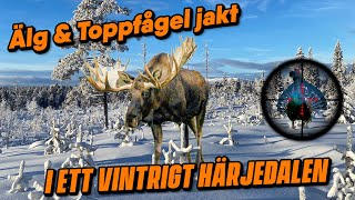 Älgjakt med Jämthund och Toppfågeljakt i Ett Snötäckt Härjedalen [upl. by Nneb]