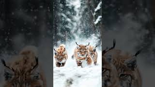 Adorable Trio Lynx Kittens Discover the Wild [upl. by Irvin401]