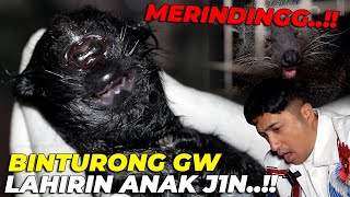 SY0KK BERATTT BINTURONG GW LAHIRIN ANAK J1N ADA TANDUKNYA😱😱 [upl. by Lamiv]