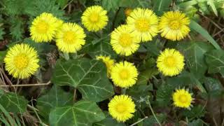 The Health Benefits of Coltsfoot Herb [upl. by Kelson410]