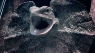 Jurassic Frilled lizard gets angry  freaks out quotC [upl. by Motteo]