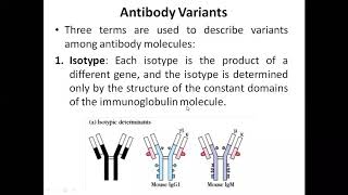 Antibody variants isotypeallotype and Idiotype [upl. by Eniamrehc251]