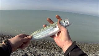 Surfcasting France Côte Picarde 30 octobre 2016 Cayeux sur Mer [upl. by Madaih]