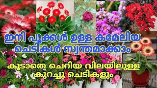 💥🤩 പൂക്കൾ നിറഞ്ഞ കമേലിയ ചെടികൾ വാങ്ങാം ഏറ്റവും നല്ല പാക്കിങ്ങിൽ തന്നെgardening [upl. by Hatnamas]