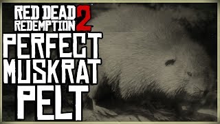 HOW TO GET A PERFECT MUSKRAT PELT  RED DEAD REDEMPTION 2 PRISTINE MUSK RAT HUNT [upl. by Aneehsat655]