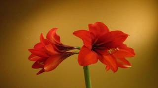 Amaryllis Growing Flowering and Decaying TimeLapse [upl. by Anzovin]