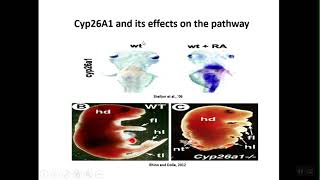 Retinoic Acid Pathway [upl. by Tegdig]