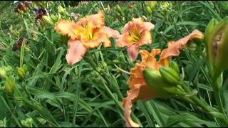 Kinnebrew Daylily Garden [upl. by Kamilah]