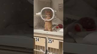 Person at Veterinary Hospital Watches Kitten Make Air Biscuits  1470106 [upl. by Thurnau]