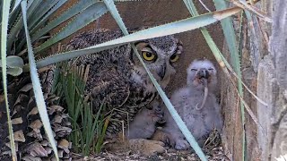 Owlets Swallow Rat Tails For Dessert At Great Horned Owl Nest – April 17 2024 [upl. by Hanahs]