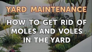 How to Get Rid of Moles and Voles in the Yard [upl. by Kimmel]