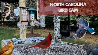 North Carolina Bird Cam Live Stream 247 [upl. by Sunev520]