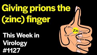 TWiV 1127 Giving prions the zinc finger [upl. by Eiraminot]