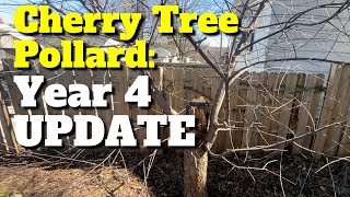 Wild Cherry Tree Pollard 4Year Update [upl. by Ott479]