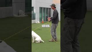 The Difference Between Aggressive Biting and Being Mouthy dogtraining dog dogtrainingtips [upl. by Ahseyn271]