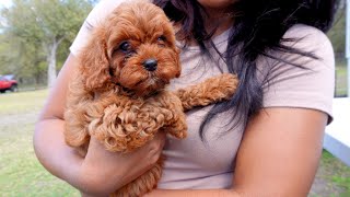 Cuteness Overload first 24 hours with our new cavapoo puppy [upl. by Adela]