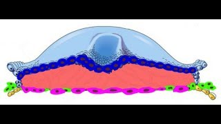 EMBRYOLOGY IV Gastrulation Lets Start the Embryonic Period 3rd week [upl. by Tamer]