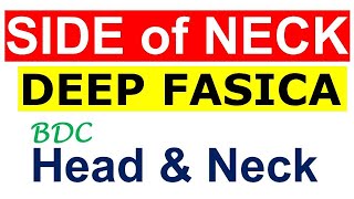 Chp3  SIDE of NECK  DEEP FASCIA  Head amp Neck Anatomy  BDC Vol3 [upl. by Jolene]