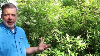 Sweet pepperbush Clethra alnifolia  Plant Identification [upl. by Onilatac301]