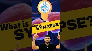 Synapse  What is Synapse  Synapse kise kahte hai  synapse biology shorts neurology [upl. by Aneleh]