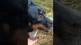 Cocochan shortsfeed shortsvideo nature doglover [upl. by Chloe109]