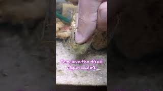 Hand Feeding My Happy amp Healthy Shrimps 🦐 [upl. by Iew]