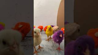 Hen Chicks Voice 🐣 ASMR GrowingChicks28 cute babychicks [upl. by Eilyac]