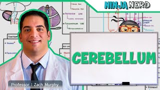 Neurology  Cerebellum Anatomy amp Function [upl. by Anet]