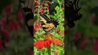 Nectarcollecting Superstar 💫 swallowtailbutterfly pollinators nature flowers southcarolina [upl. by Donnenfeld187]