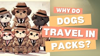 Why Do Dogs Travel in Packs The Amazing Truth [upl. by Laroy266]