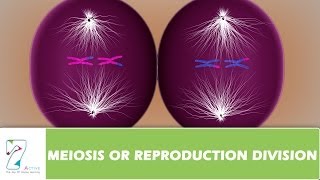 MEIOSIS OR REPRODUCTION DIVISIONPART 03 [upl. by Mafalda937]