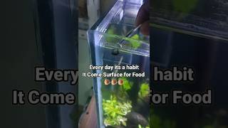 Every day habit of my Snail [upl. by Aled863]