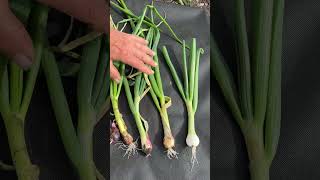 Results of damage to bulb onions by Allium leaf miner [upl. by Hew]