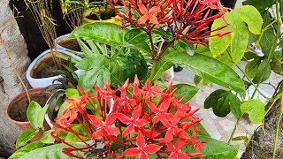 Ixora plant care How to grow Ixora flowerGrow in potflowergardenplant [upl. by Knepper]