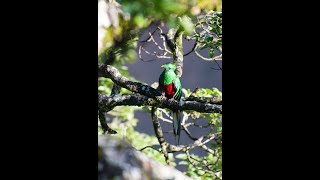 The Majestic Quetzal  A Wild and Beautiful Bird [upl. by Atiek]