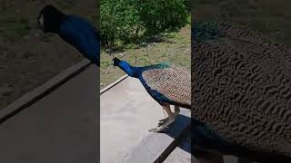 Peacock flying very nice video Greenbirdsofficial [upl. by Atiuqehc]