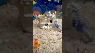 fishtank 25ft tank [upl. by Akiwak]