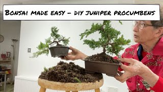 Bonsai Made Easy  DIY Juniper Procumbens [upl. by Trust907]