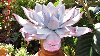 How to grow ECHEVERIA CANTE White Cloud  GSwLK [upl. by Gant]