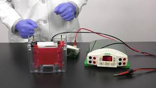 Quick Tips How to Setup a Mini TransBlot Cell for Western Blot Transfer [upl. by Tallula179]