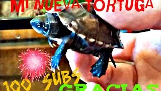 Mantenimiento de mi nueva Tortuga Chinemys revesii [upl. by Normandy]