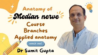 MEDIAN NERVE ANATOMY [upl. by Neellok652]