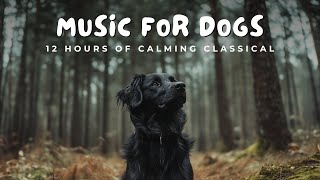 🎻 12 Hours of Calming Classical Music for Dogs  🐾 Relaxing Nature Scenes amp Soothing Tunes [upl. by Ahsiryt843]